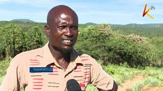 The locust paradise: Pests still ravaging counties