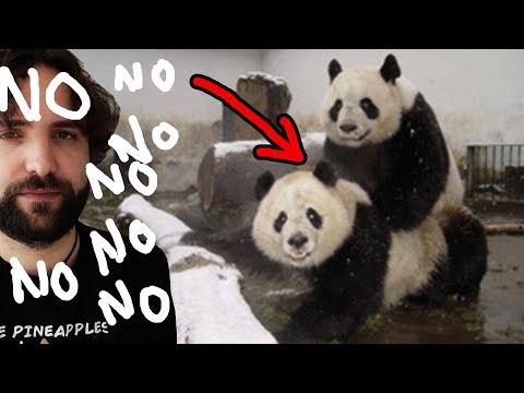 What you DIDN'T want to know about panda - "UGLY SCIENCE"