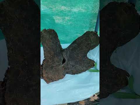 Repotting @ wood🫣#orchid #gardening #plants #flowers #viralshorts #woodcraft #homedecor