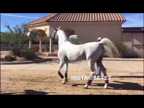 حريري الشقب الحصان العربي Hariry al shaqab 2017