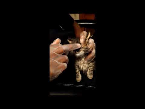 Treating Kittens Eye Infection, Crusted Eyes, Pus, with Terramycin and Eye Wash