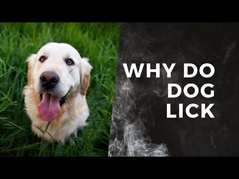 why do dog lick