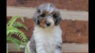 Video preview image #1 Bernedoodle (Miniature) (+ Poodle Miniature) Puppy For Sale in NARVON, PA, USA
