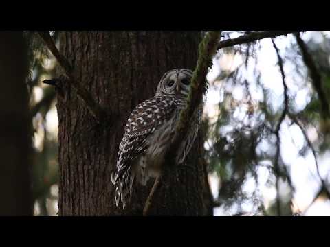 Sova pásikavá — Barred Owl