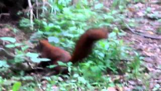 preview picture of video 'Two friendly  red squirrels in the park  || dwie przyjazne rude wiewiórki w parku'