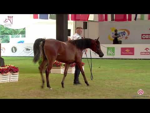 N.9 BRODNICA - 2020 PRIDE OF POLAND - 42nd Arabian Horse National Show - Yearling Fillies (Class...