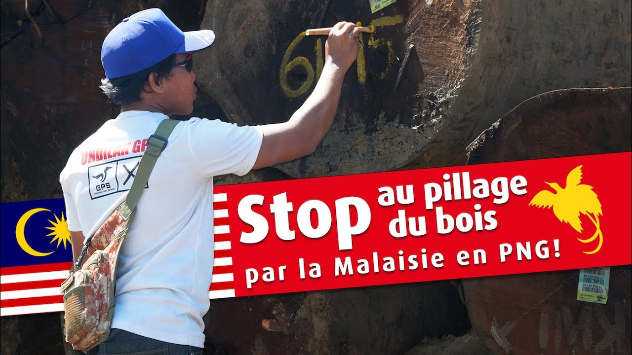 STOP au pillage du bois par la Malasie en PNG