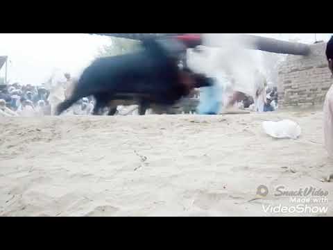 shair punjab sadar e pakistan bail mushki maalik Malik Sagheer goraya