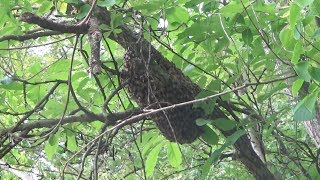 The bees just handed me my lunch.