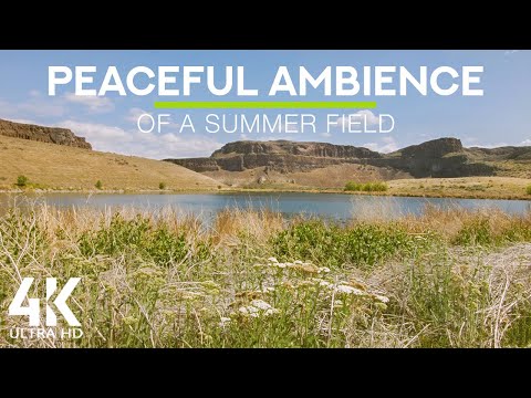8 HOURS Calming Summer Field Ambience  - Gentle Birds Chirping, Bees Buzzing and Cicadas Sounds