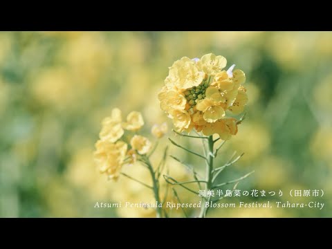 渥美半島 渥美サイクリングロード 渥美半島菜の花まつり 伊良湖岬 Atsumi Peninsula