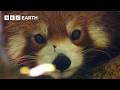Filming The Adorable But Elusive Red Panda The Making Of Asia BBC Earth