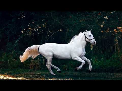 A video of a white horse, applied Ken Burns effect, made using FFmpeg