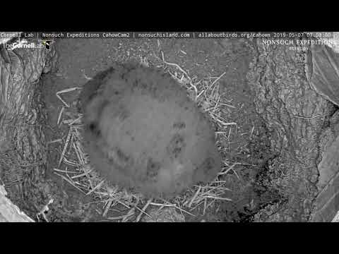 Cahow Chick Gets Flappy In The Nest Burrow – May 7, 2019
