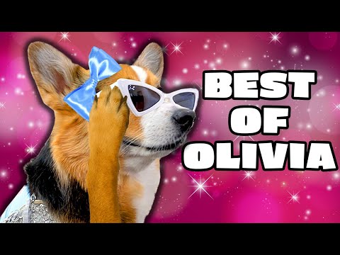 Olivia's SASSIEST Moments 💅💅💖 | BEST of Talking Dog Compilation