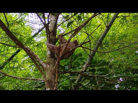 Clube santa Terezinha Pernambuco 