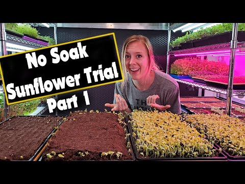 Sunflower Microgreen - No Soak Germination (Part 1)