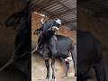Cow mooing sound#animal sound#cattle Moo sound