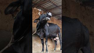 Download lagu Cow mooing sound#animal sound#cattle Moo sound mp3