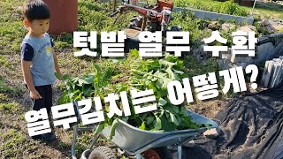 소소한 시골일상. 텃밭 열무 수확, 겨울 난로용 고구마 심기, 텃밭 양파는지금? 열무김치 맛있게 담그는법은?