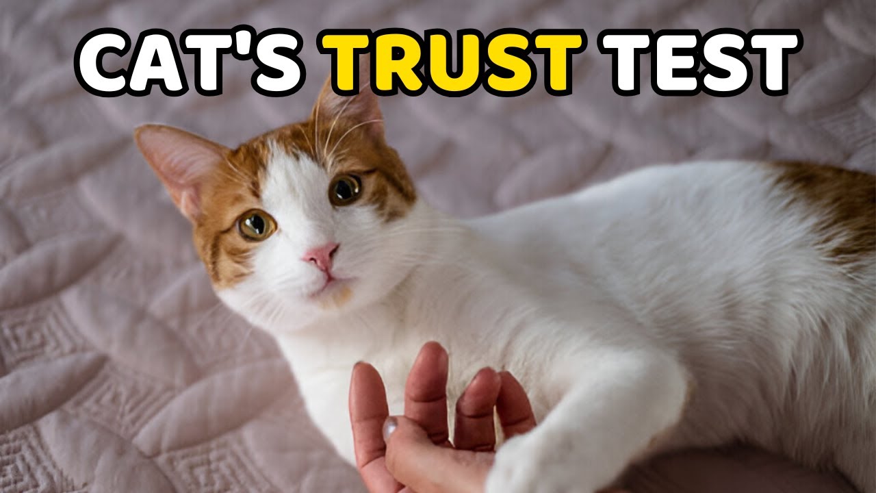 10 Signs That Your Cat Trust You