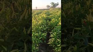 Download lagu jenis cabe maruti #cabai #petani #shorts mp3