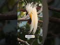 "Lesser Bird-of-Paradise: Stunning Facts You Need to Know!"#shorts #birds #tiktok #nature #wildlife