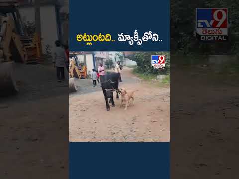 Smart Dog :  అట్లుంటది.. మ్యాక్సీతోని.. | kakinada - TV9