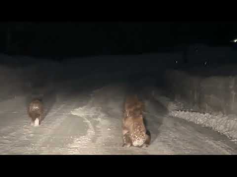 Bears Play in the Snow in Truckee, California