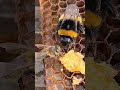 Что за пассажир?#жизньвдеревне #пчеловодствоснуля #пчёлы #здоровье #пасека #пчеловоды #шмель #жизнь