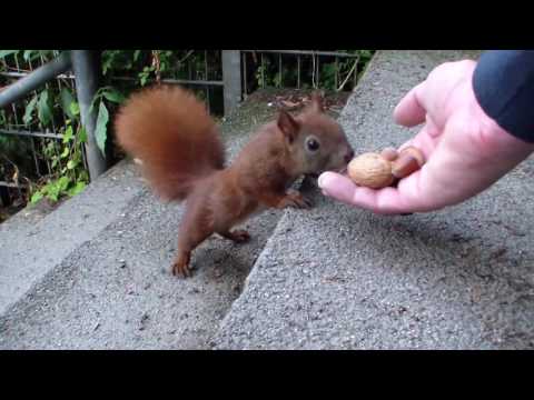 Hamburger Eichhörnchen: So geht's dem Vierer-Nachwuchs inzwischen