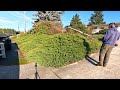 PENSIONER Needed Help With OVERGROWN Juniper Hedge
