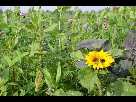 TerraLife® - Überlegenheit von artenreichen Zwischenfruchtmischungen bewiesen