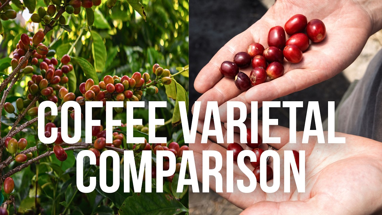 COFFEE IS A FRUIT - Tasting Varietals ft. FRINJ