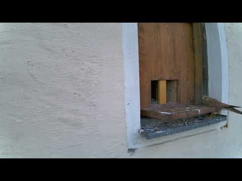 Turmfalkendame sucht Futter / female kestrel looking for food