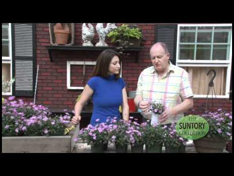 download lagu mp3 mp4 Brachyscome Surdaisy Yellow, download lagu Brachyscome Surdaisy Yellow gratis, unduh video klip Brachyscome Surdaisy Yellow