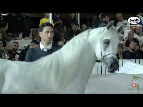Israeli Nationals 2021   Horse presentation: SINMAR AL BIDAYER (SHANGHAI EA X SALWA AL BIDAYER)
