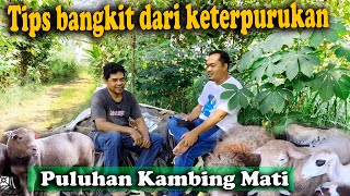 Download lagu Tips for bouncing back after losing 62 goats. mp3