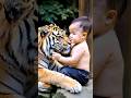 Big Bengal Tiger With Cute Baby Nouman Hassan
