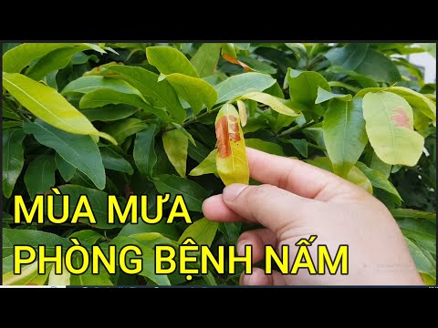 🔴 QBS23431 - PREVENTING FUNGAL DISEASES FOR APRICOT TREES IN THE RAINY SEASON | TAKING CARE OF AP...