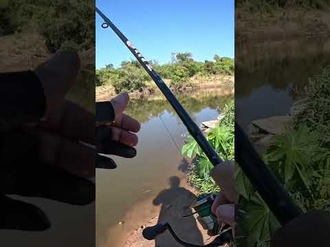Pesca de Bagres y Bogas en el canal de los puestos, Tucumán #pesca #fishing #rio #argentina #fish