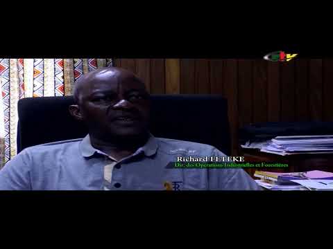 Ils exploitent les forêts de L'EST  Cameroun