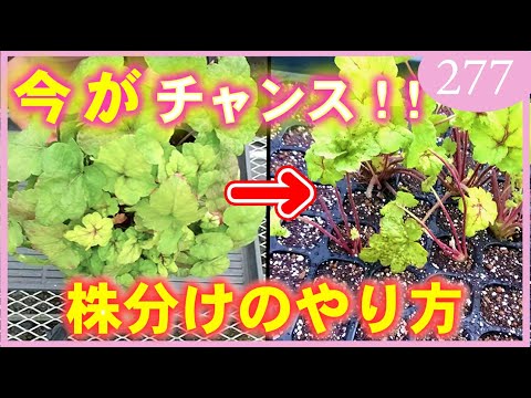 園芸 直播きで多年草を増やすにはどうすればいいですか?