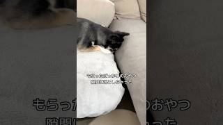 犬、悲しみからの復活。  #犬との暮らし #chihuahua #dog