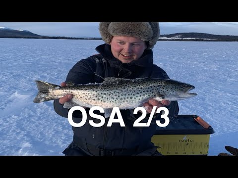 AHVENEN JA TAIMENEN PILKKIMINEN // EEPPINEN PILKKIREISSU RUOTSIN LAPPIIN 2/3