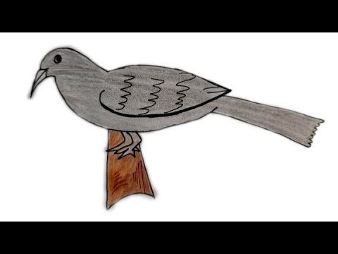 How to draw koel | easy drawing