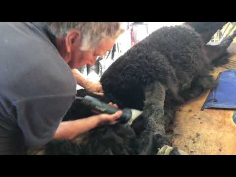 Alpaca Shearing at Nevalea