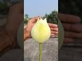 Green Apple Lotus Shorts Lotus Flowers
