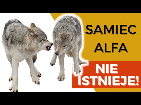 Dlaczego TEORIA DOMINACJI została obalona? Czy to było kłamstwo?🤥