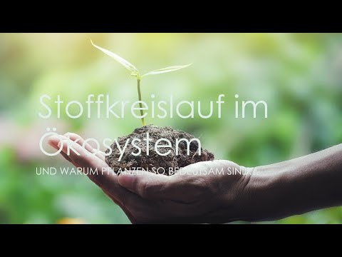 Ökologie: Stoffkreislauf im Ökosystem und Biomassepyramide